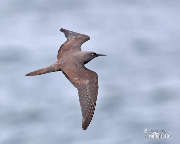 Braunnoddi (Anous stolidus)