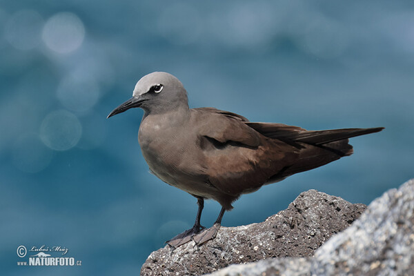 Braunnoddi (Anous stolidus)