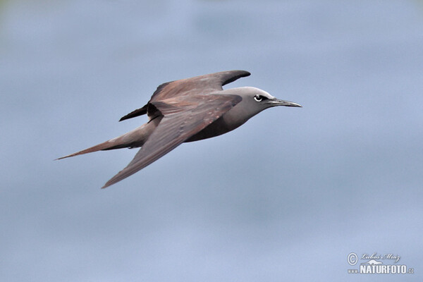 Braunnoddi (Anous stolidus)