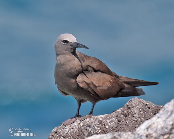 Braunnoddi (Anous stolidus)