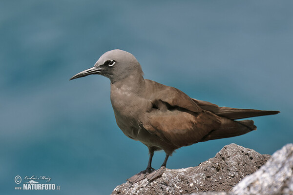 Braunnoddi (Anous stolidus)