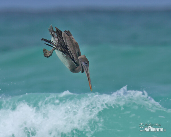 Braunpelikan (Pelecanus occidentalis)