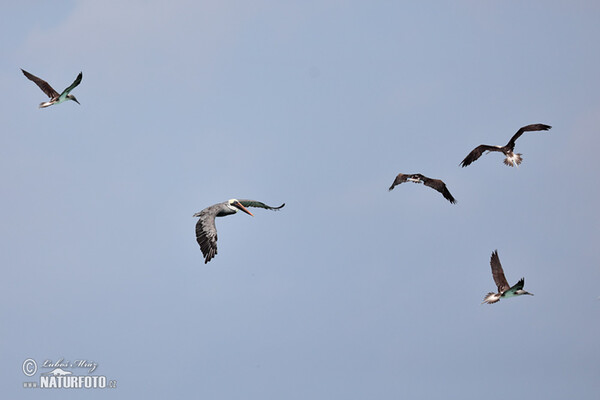 Braunpelikan (Pelecanus occidentalis)