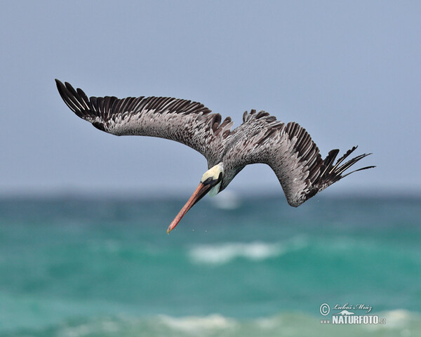 Braunpelikan (Pelecanus occidentalis)