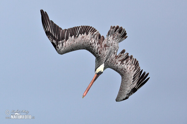 Braunpelikan (Pelecanus occidentalis)