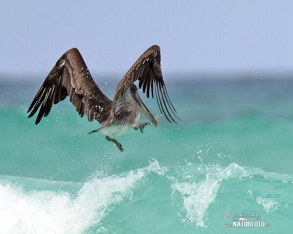 Braunpelikan (Pelecanus occidentalis)