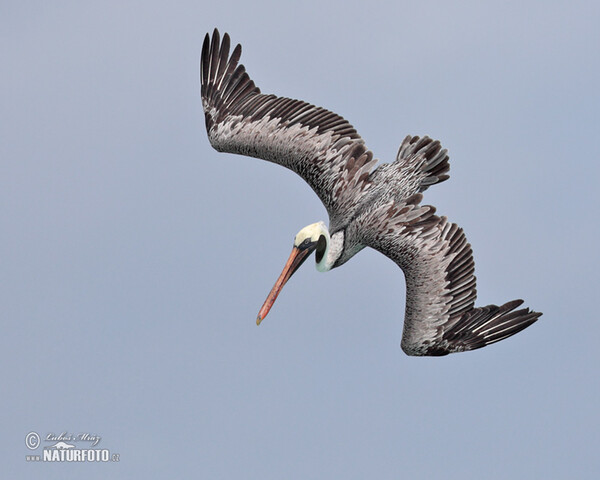 Braunpelikan (Pelecanus occidentalis)