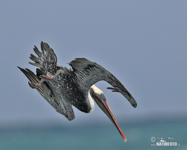 Braunpelikan (Pelecanus occidentalis)