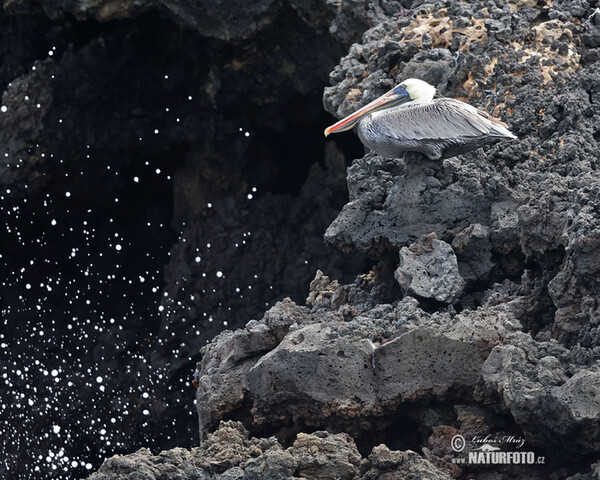 Braunpelikan (Pelecanus occidentalis)