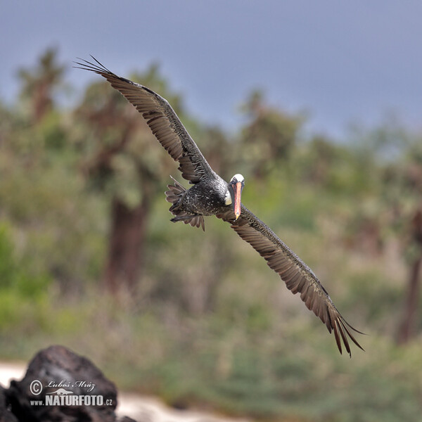 Braunpelikan (Pelecanus occidentalis)