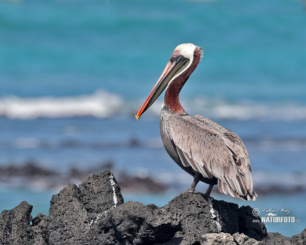 Braunpelikan (Pelecanus occidentalis)