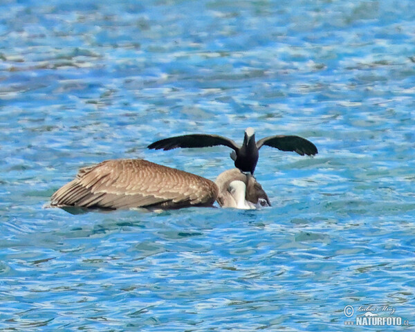 Braunpelikan (Pelecanus occidentalis)