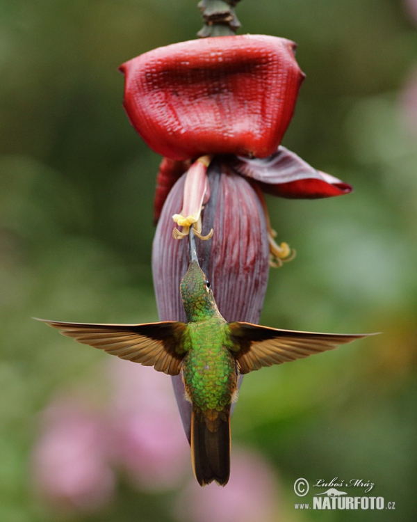 Braunschwanzamazilie (Amazilia tzacatl)