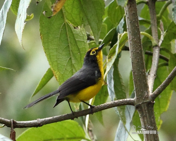 Brilenwaldsänger (Myioborus melanocephalus)