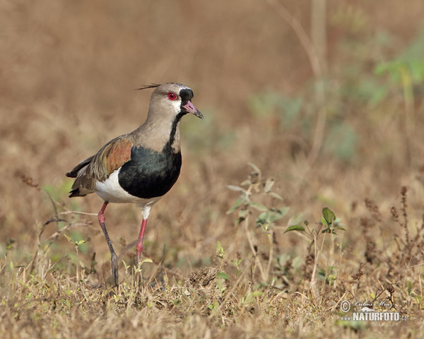 Bronzekiebitz (Vanellus chilensis)