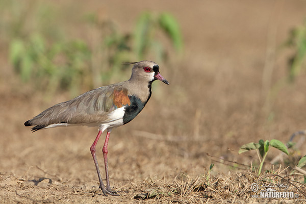 Bronzekiebitz (Vanellus chilensis)