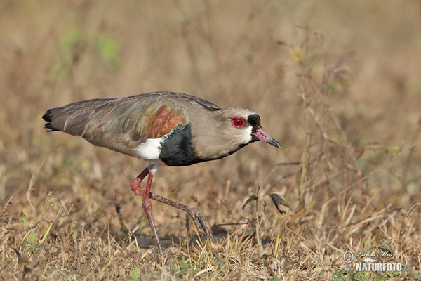 Bronzekiebitz (Vanellus chilensis)