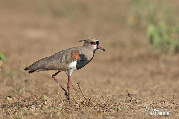 Bronzekiebitz (Vanellus chilensis)