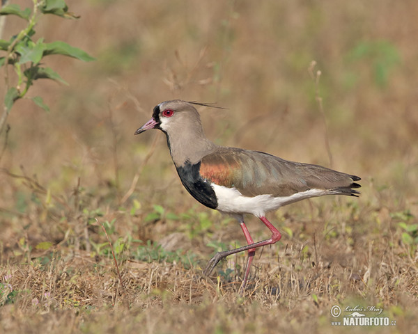 Bronzekiebitz (Vanellus chilensis)