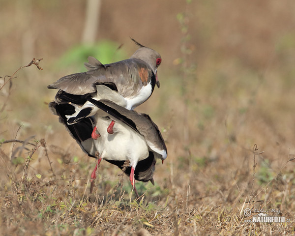 Bronzekiebitz (Vanellus chilensis)