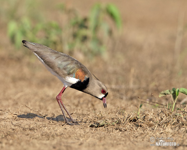 Bronzekiebitz (Vanellus chilensis)