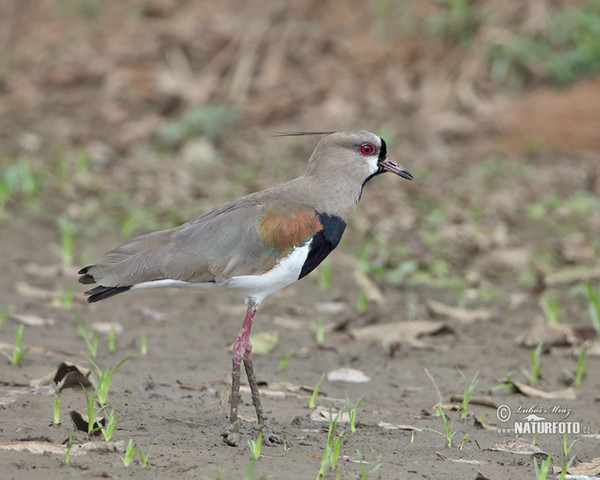 Bronzekiebitz (Vanellus chilensis)