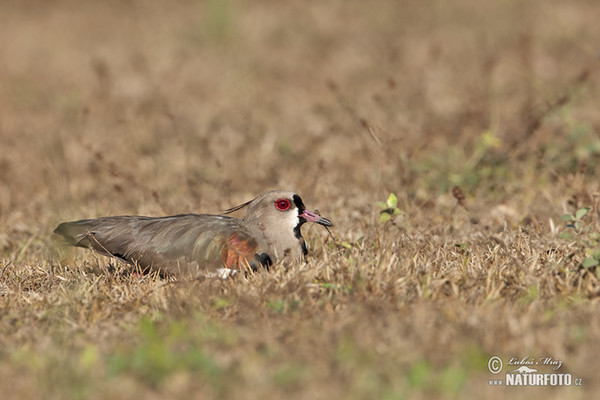 Bronzekiebitz (Vanellus chilensis)