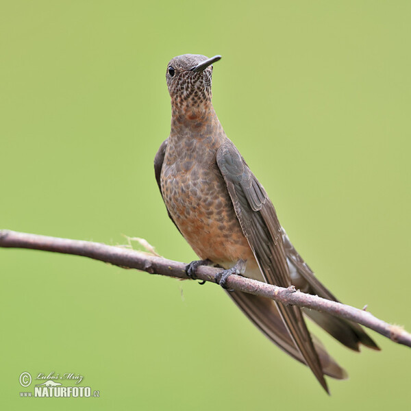 Bronzekolibry (Coeligena coeligena)