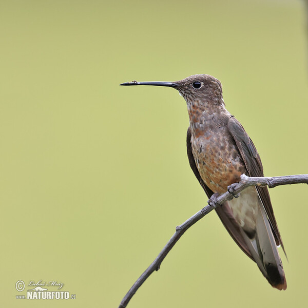 Bronzekolibry (Coeligena coeligena)