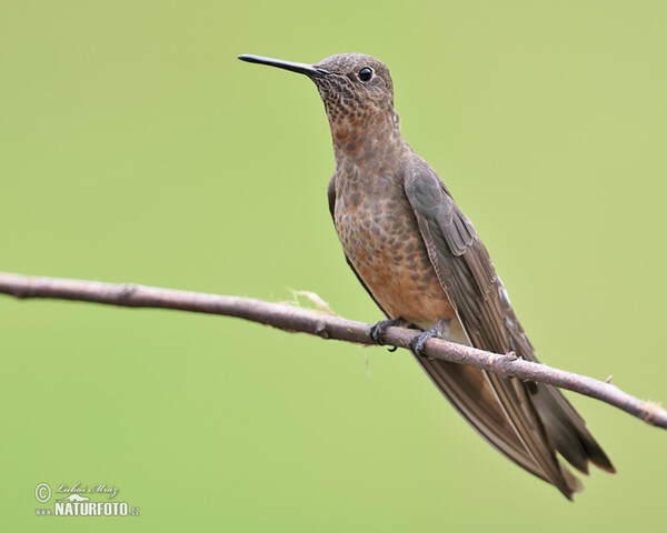 Bronzekolibry (Coeligena coeligena)