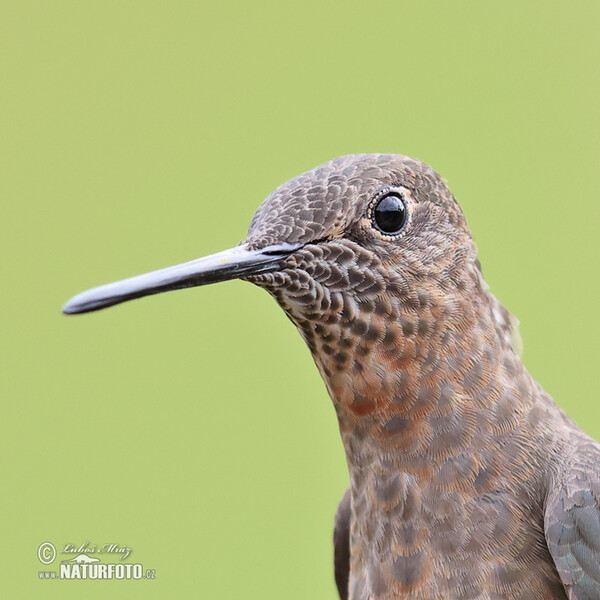 Bronzekolibry (Coeligena coeligena)