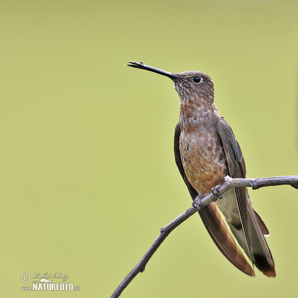 Bronzekolibry (Coeligena coeligena)