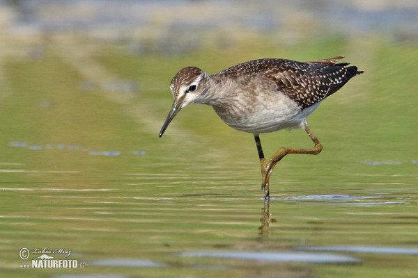 Bruchwasserläufer (Tringa glareola)