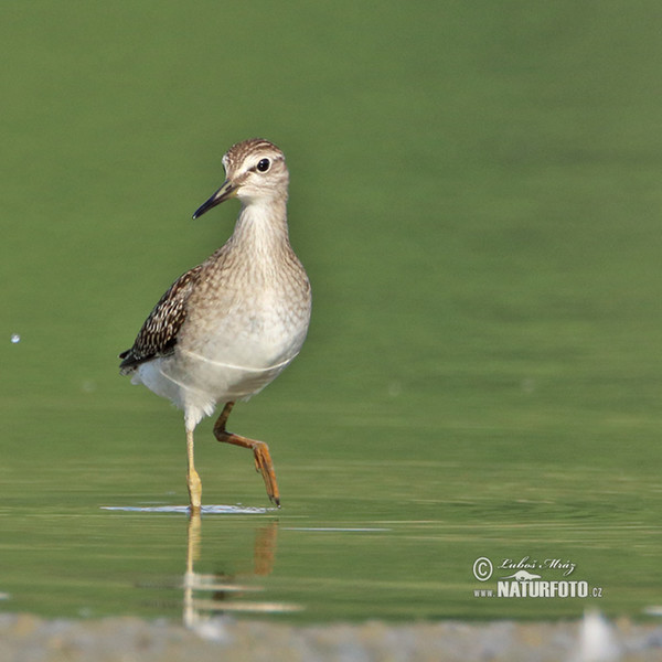 Bruchwasserläufer (Tringa glareola)