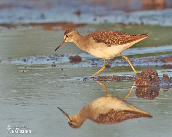 Bruchwasserläufer (Tringa glareola)