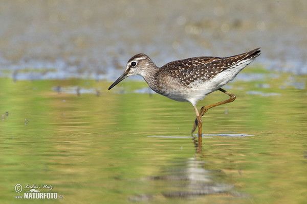 Bruchwasserläufer (Tringa glareola)