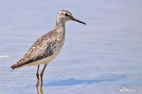 Bruchwasserläufer (Tringa glareola)