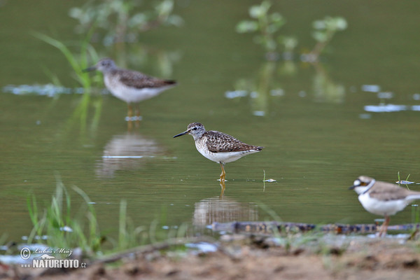 Bruchwasserläufer (Tringa glareola)