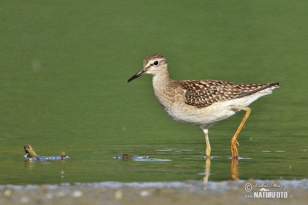 Bruchwasserläufer (Tringa glareola)