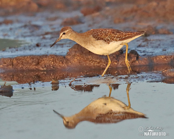 Bruchwasserläufer (Tringa glareola)