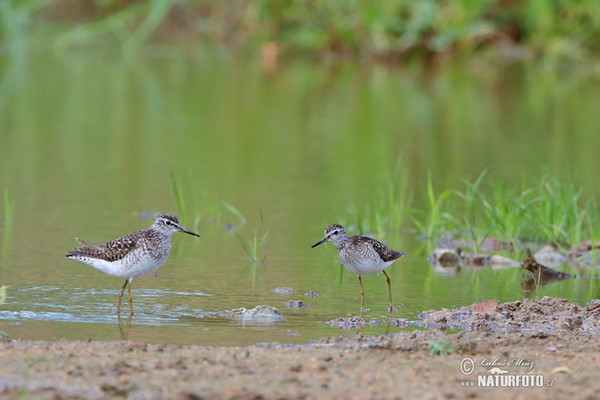 Bruchwasserläufer (Tringa glareola)