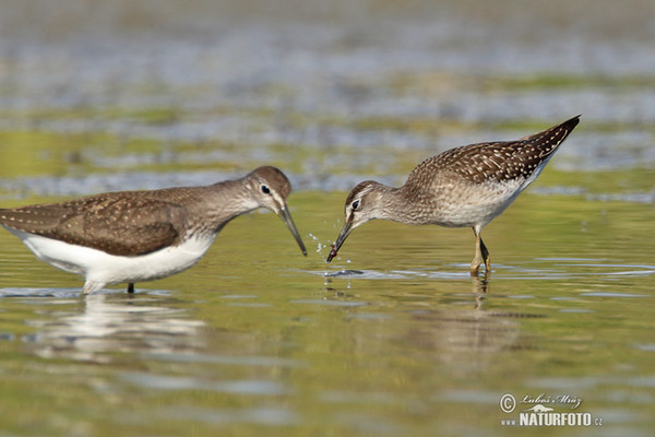 Bruchwasserläufer (Tringa glareola)