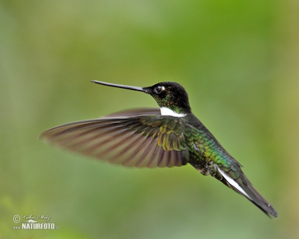 Brustband-Andenkolibri (Coeligena torquata)