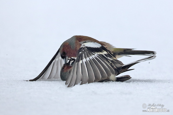 Buchfink (Fringilla coelebs)