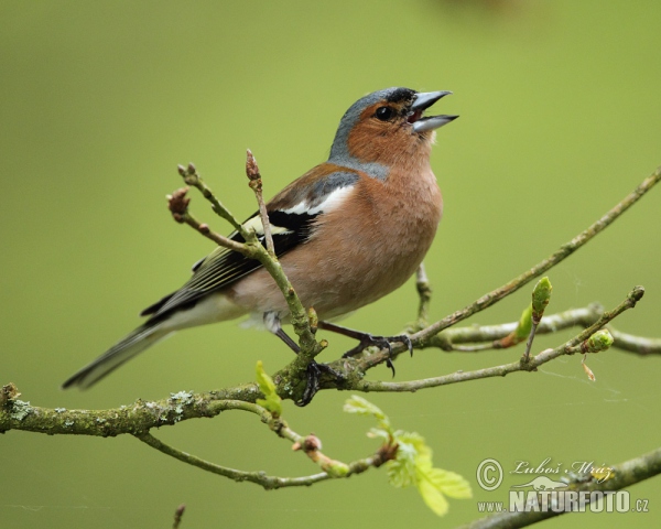 Buchfink (Fringilla coelebs)