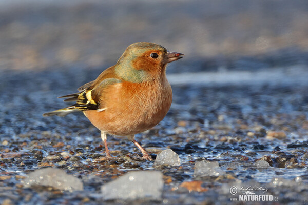 Buchfink (Fringilla coelebs)