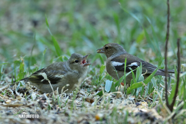 Buchfink (Fringilla coelebs)