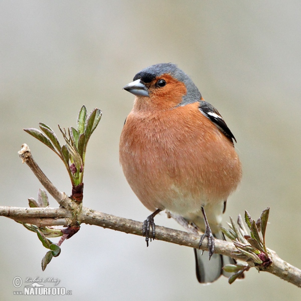 Buchfink (Fringilla coelebs)