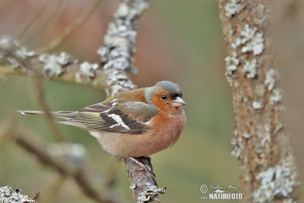 Buchfink (Fringilla coelebs)