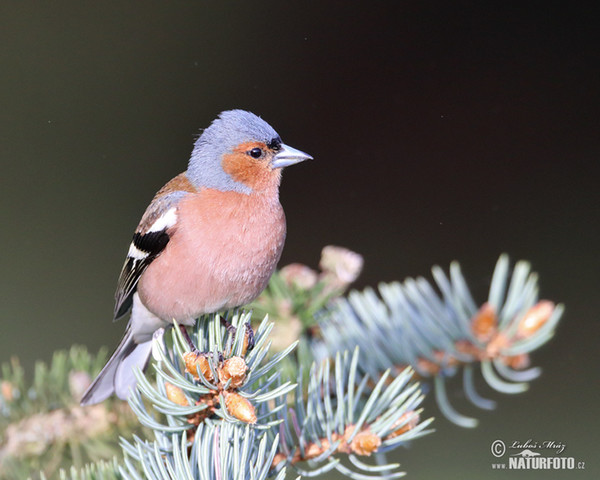 Buchfink (Fringilla coelebs)